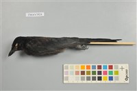 藏品(大卷尾)的圖片